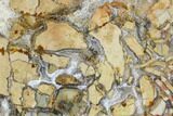 Polished Ibis Jasper Slab - Madagascar #113751-1